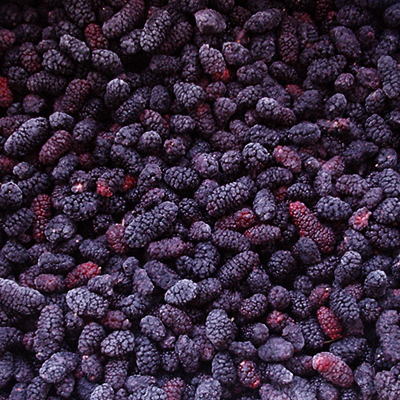 IQF Mulberry
