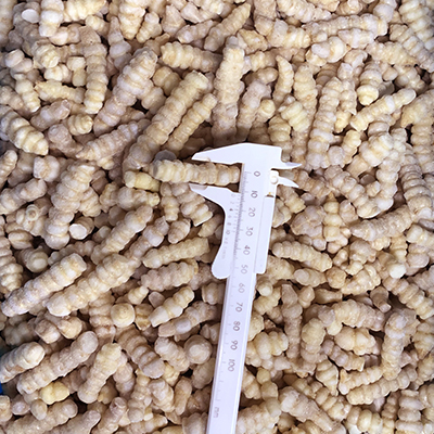 Frozen  Crosnes