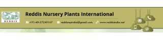 REDDIS NURSERY PLANTS INTERNATIONAL