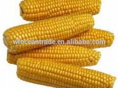 animal feed corn gluten meal/feed