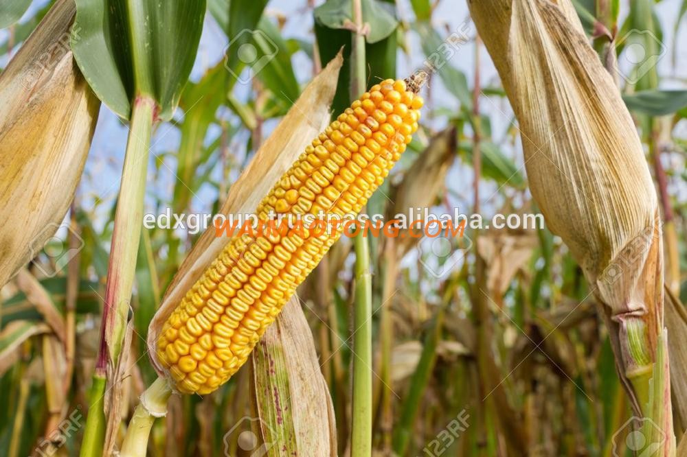 Yellow Corn/Maize for Animal Feed with Competitive Price