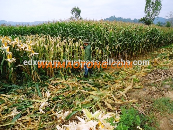 Yellow Corn/Maize for Animal Feed with Competitive Price