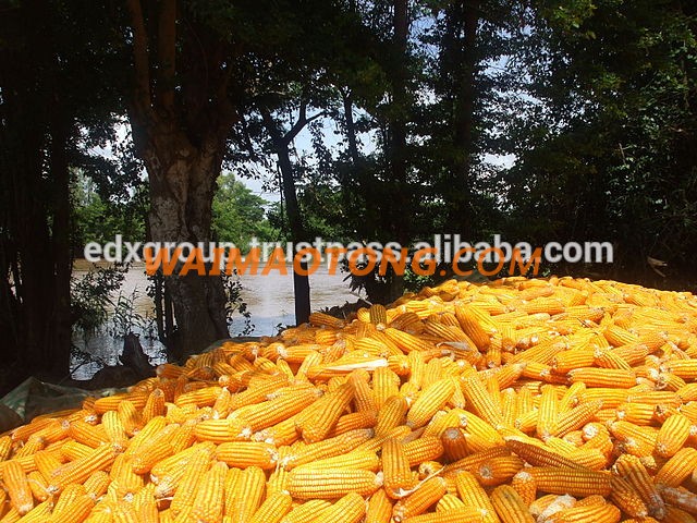 Yellow Corn/Maize for Animal Feed with Competitive Price