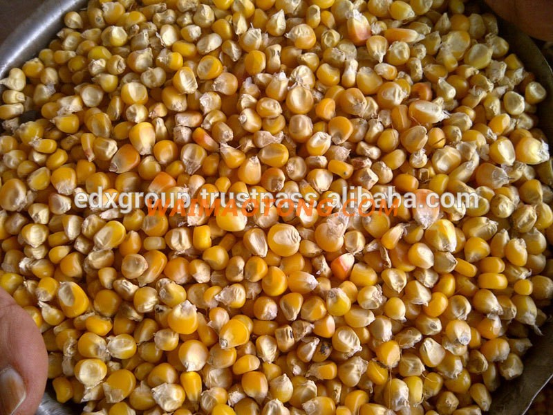 Yellow Corn/Maize for Animal Feed with Competitive Price