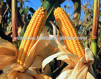 Yellow Corn/Maize for Animal Feed with Competitive Price