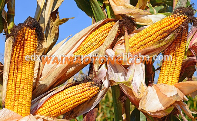 Yellow Corn/Maize for Animal Feed with Competitive Price