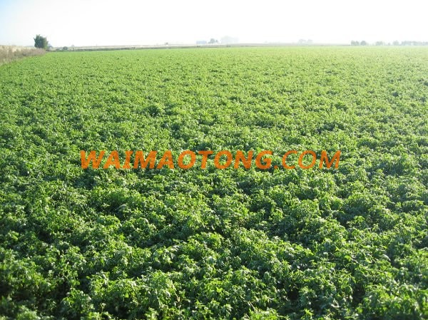 Spain High Quality Alfalfa Hay Bales Lucerne Fodder