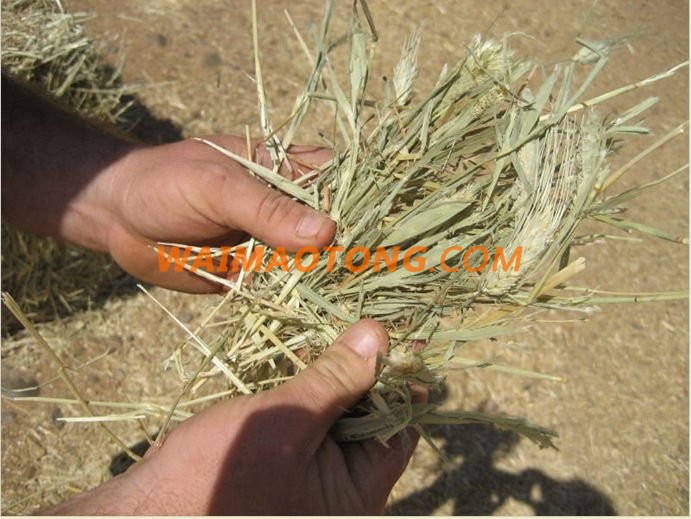 Spain High Quality Alfalfa Hay Bales Lucerne Fodder