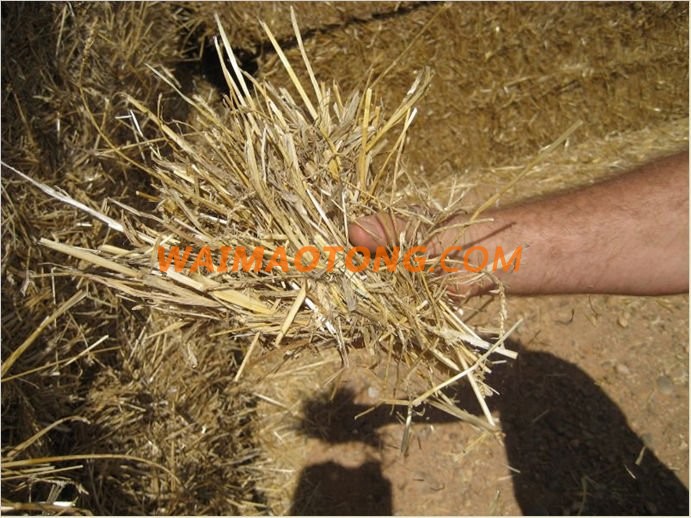 Spain High Quality Alfalfa Hay Bales Lucerne Fodder