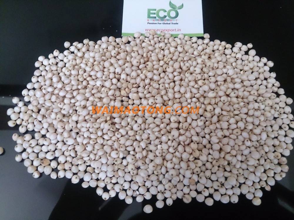 white grain sorghum seed for sale