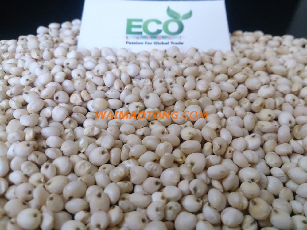 white grain sorghum seed for sale