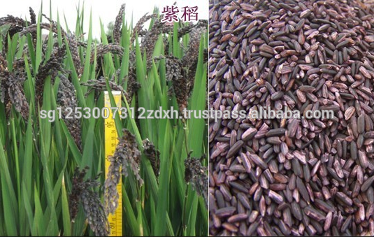 Colusari Red Rice/ Purple Rice Chinese/ Black Rice