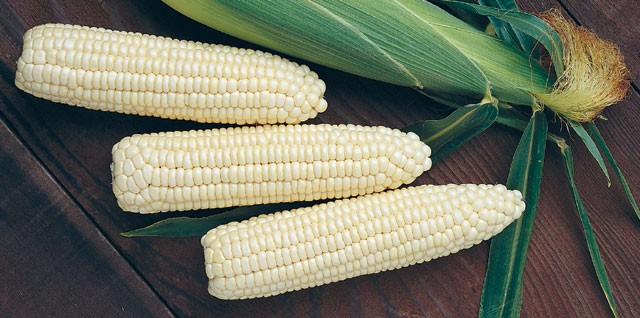 White Maize