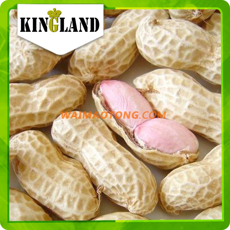 Roasted salted peanuts in shell