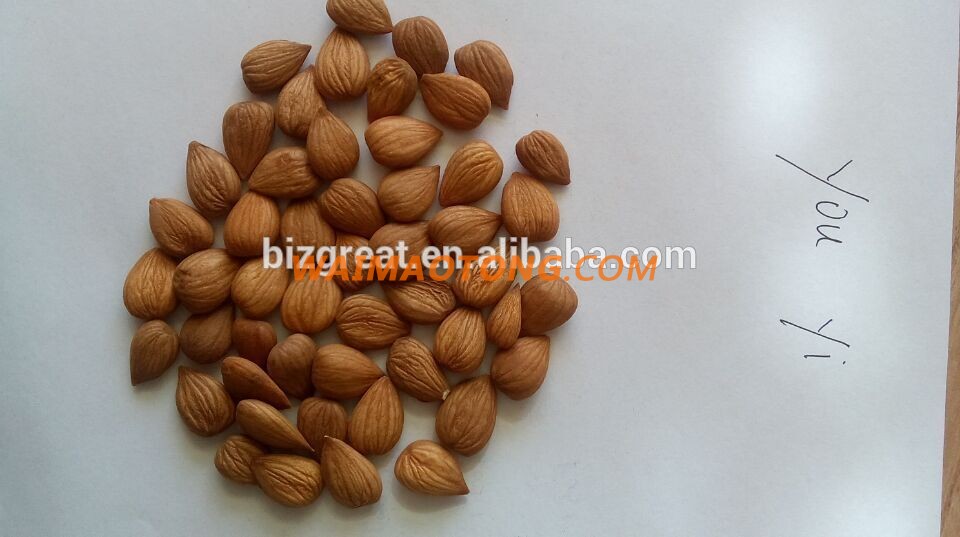 Chinese bitter Apricot kernels out of shell is ready for you