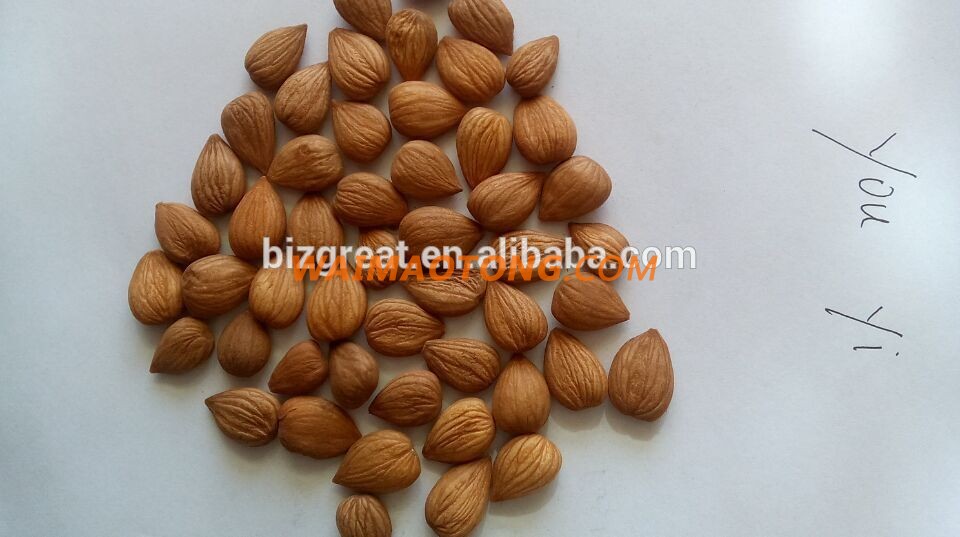 Chinese bitter Apricot kernels out of shell is ready for you