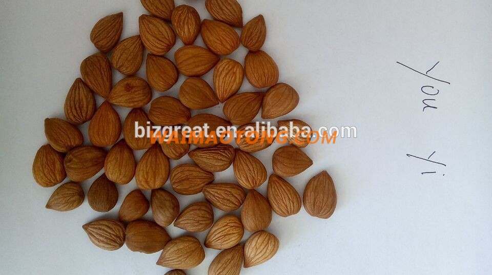 Chinese bitter Apricot kernels out of shell is ready for you