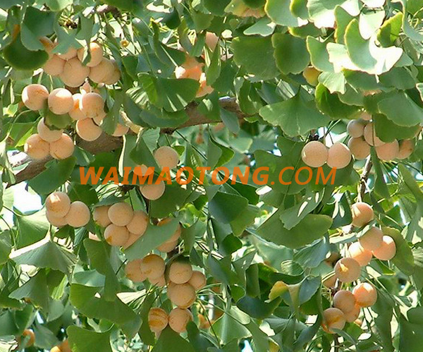 Bai Guo dried Raw Ginkgo Nuts good price Dried Gingko Good Quality