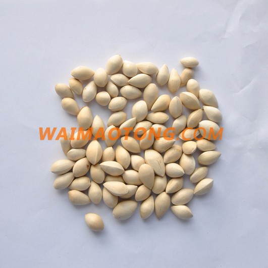 Bai Guo dried Raw Ginkgo Nuts good price Dried Gingko Good Quality