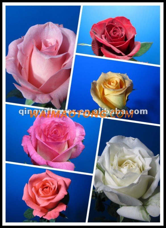 Wholesale Yunnan Natural Rose Flowers Fresh Cut Flower importers