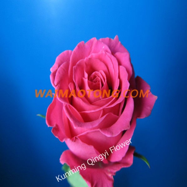 Wholesale Yunnan Natural Rose Flowers Fresh Cut Flower importers