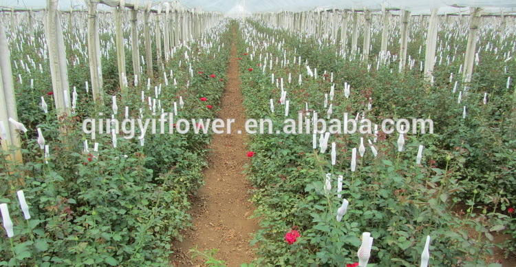 Wholesale Yunnan Natural Rose Flowers Fresh Cut Flower importers