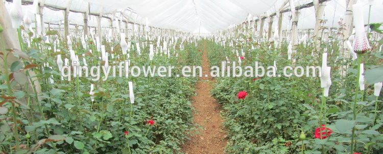 Wholesale Yunnan Natural Rose Flowers Fresh Cut Flower importers