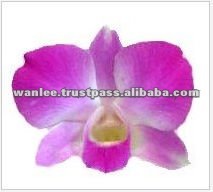 Thailand Top Quality D-014 Dendrobium Dyed Blue Orchid