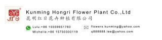 Export fresh cut flowers and grass plants from Kunming_Product