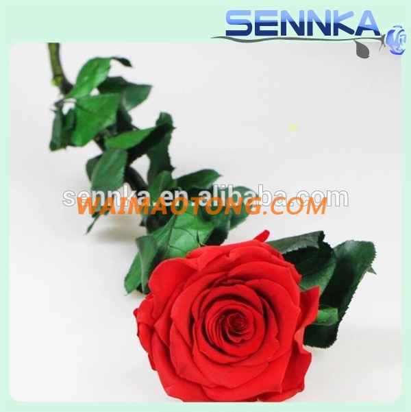 Flower Buyer Natural Rose Long Life Long Stem Preserved in usa