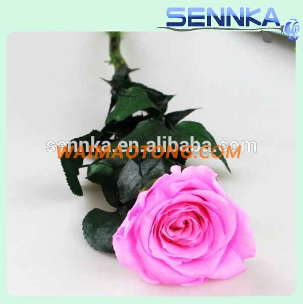 Flower Buyer Natural Rose Long Life Long Stem Preserved in usa