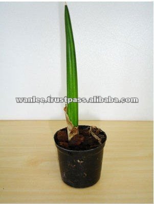 Thailand PT-009 Sanverseria Snake Tounge Pot Plant