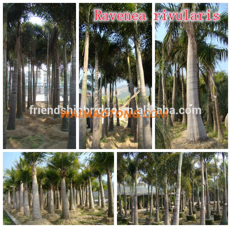 natural outdoor green decrotive ornamental landscaping palm trees plants