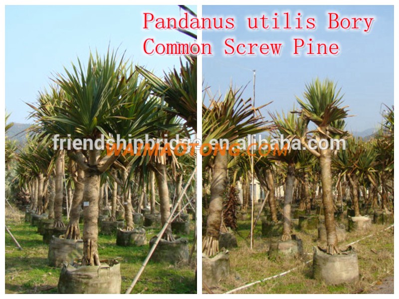 natural outdoor green decrotive ornamental landscaping palm trees plants