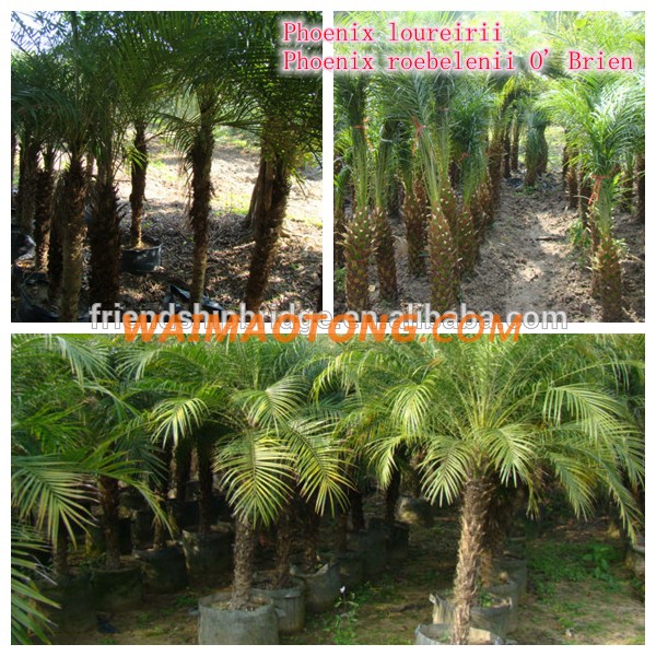 natural outdoor green decrotive ornamental landscaping palm trees plants