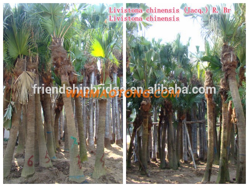 natural outdoor green decrotive ornamental landscaping palm trees plants