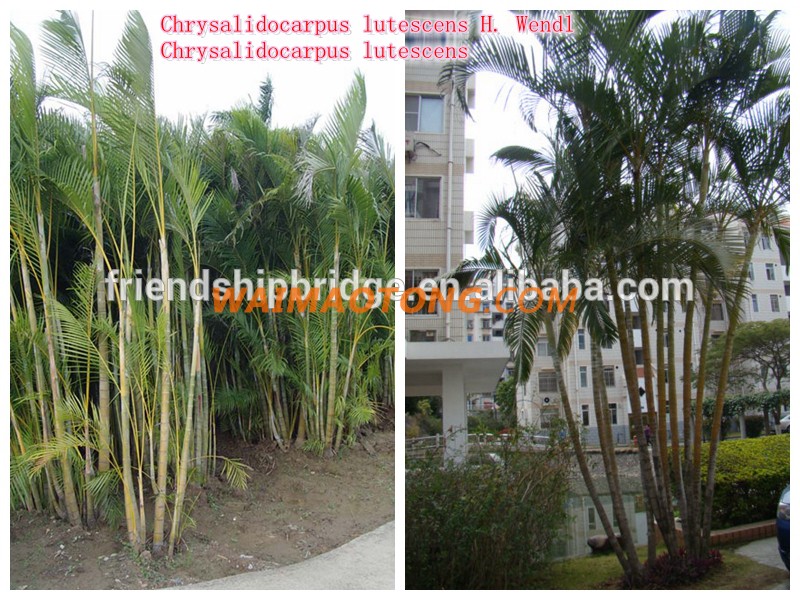 natural outdoor green decrotive ornamental landscaping palm trees plants