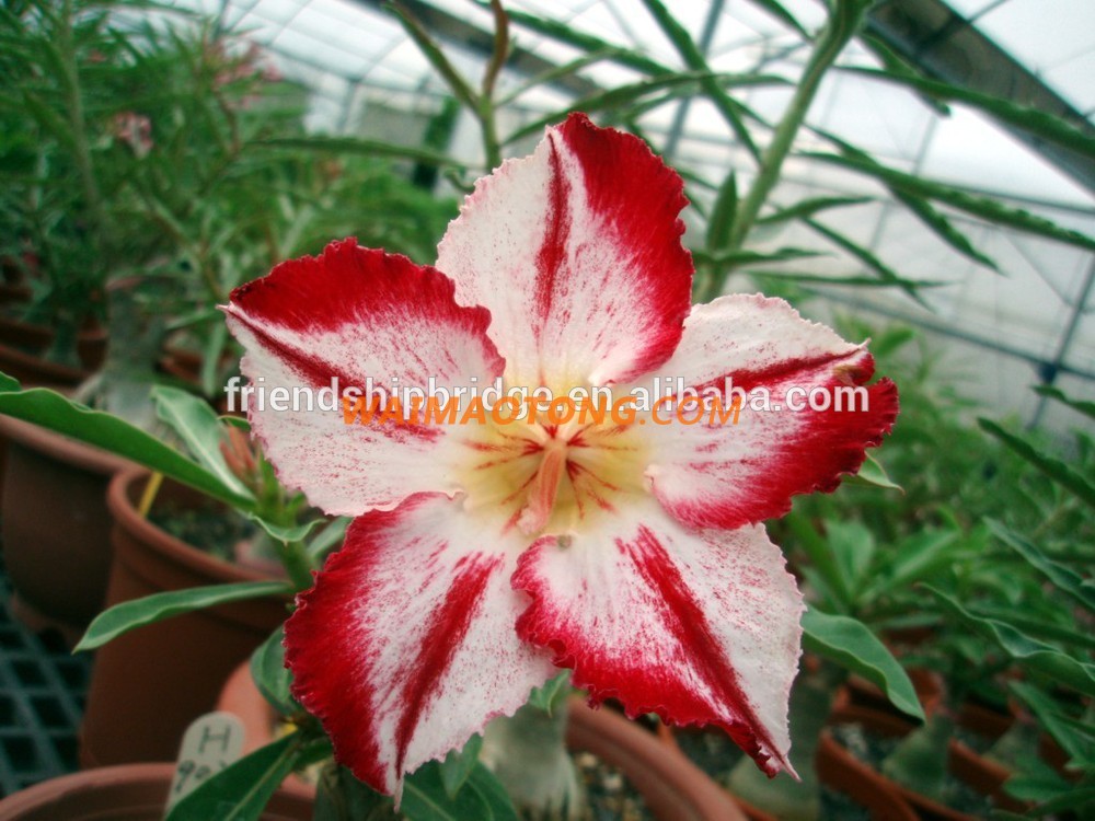 red pink white blooming Adenium obesum of outdoor indoor natural decorative ornamental plants