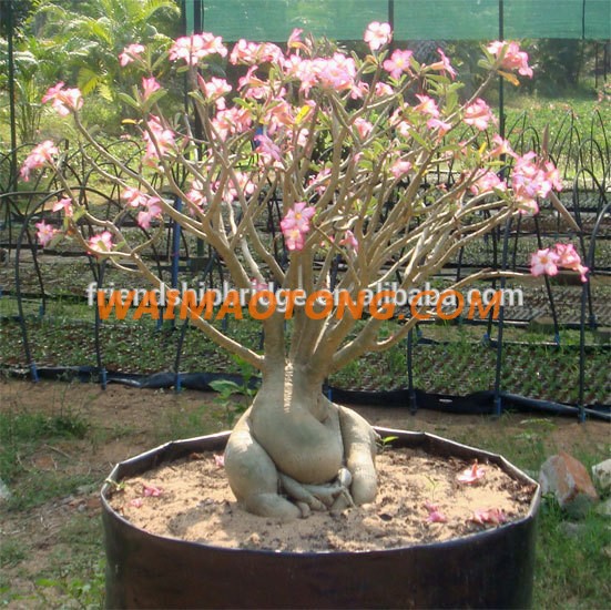 red pink white blooming Adenium obesum of outdoor indoor natural decorative ornamental plants