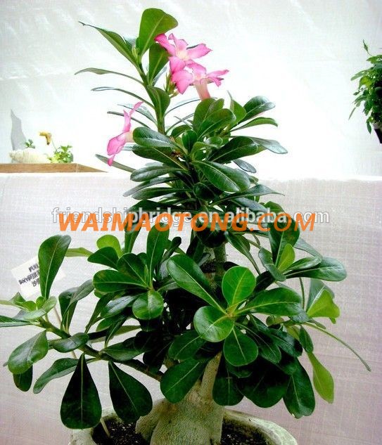 red pink white blooming Adenium obesum of outdoor indoor natural decorative ornamental plants