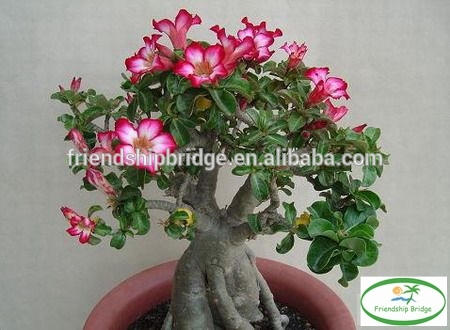 red pink white blooming Adenium obesum of outdoor indoor natural decorative ornamental plants