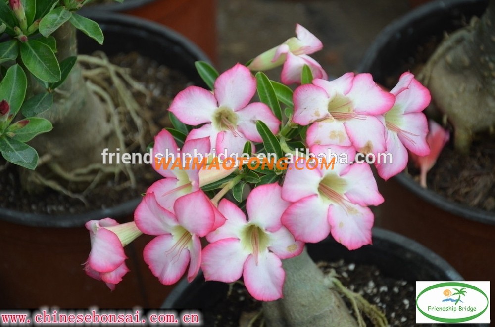 red pink white blooming Adenium obesum of outdoor indoor natural decorative ornamental plants