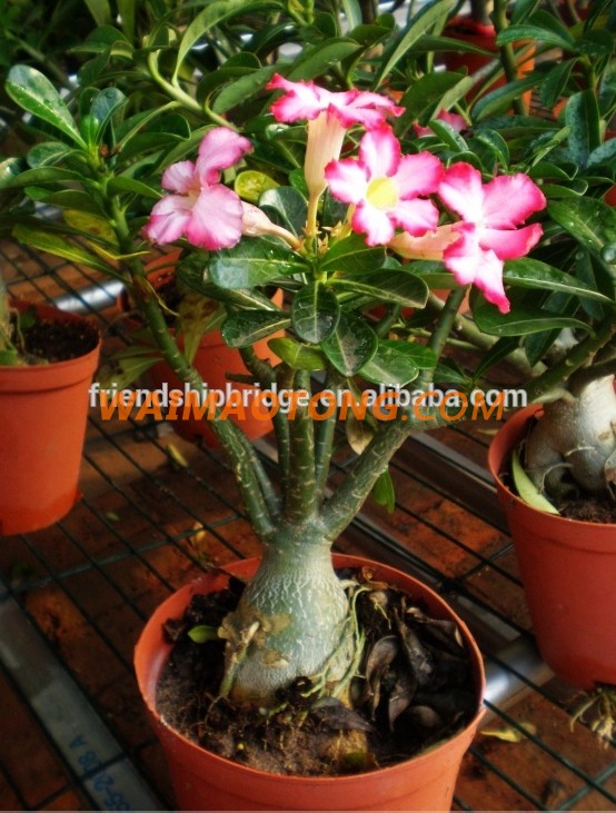 red pink white blooming Adenium obesum of outdoor indoor natural decorative ornamental plants