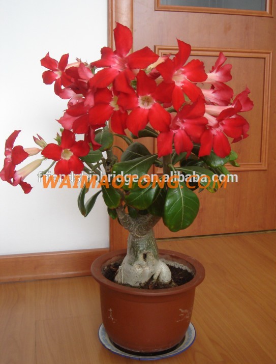 red pink white blooming Adenium obesum of outdoor indoor natural decorative ornamental plants