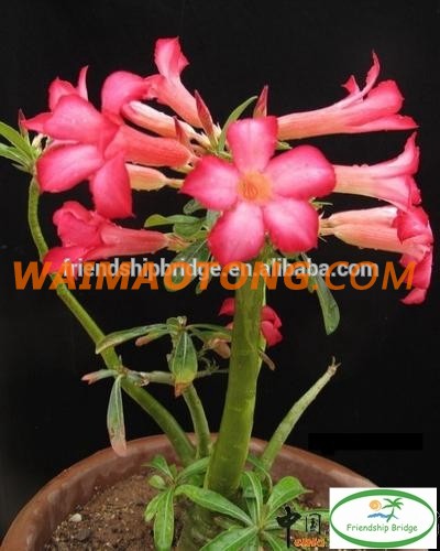 red pink white blooming Adenium obesum of outdoor indoor natural decorative ornamental plants