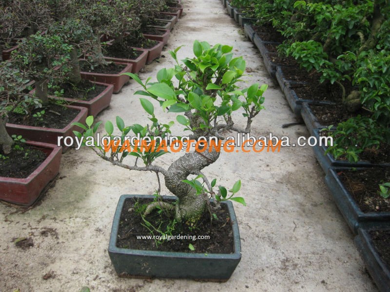 Ficus microcarpa bonsai tree