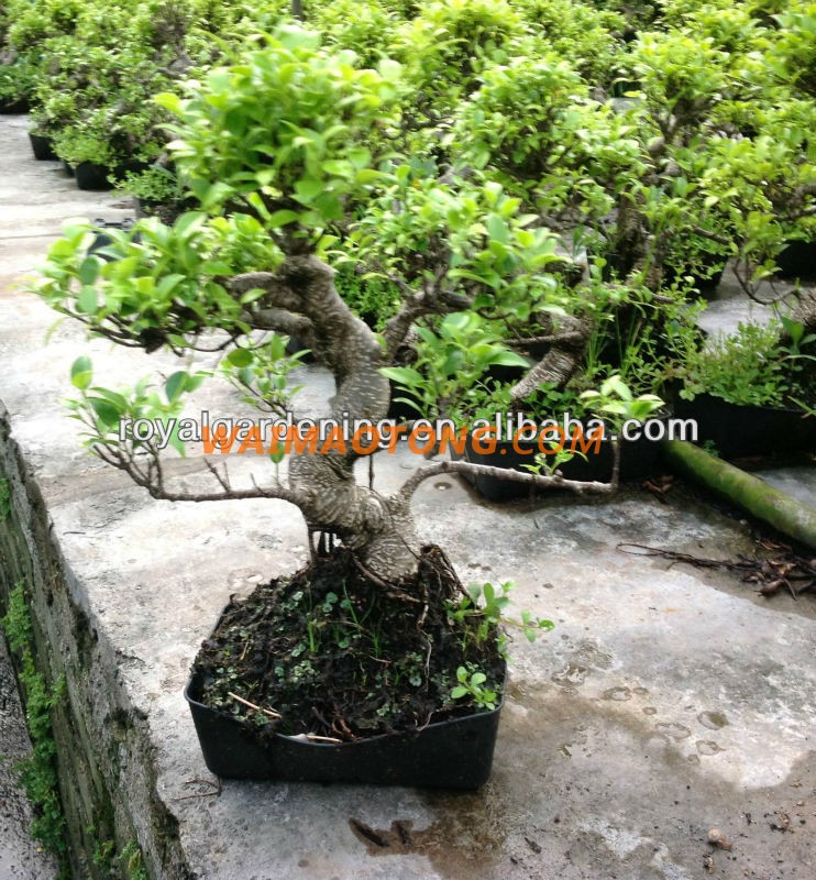 Ficus microcarpa bonsai tree