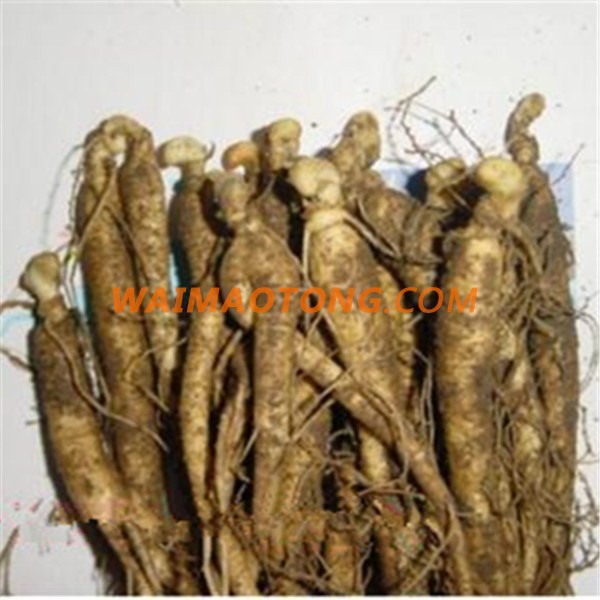 Ren Shen Miao wholesale hot Ginseng planter pot 4 years old Ginseng seedling