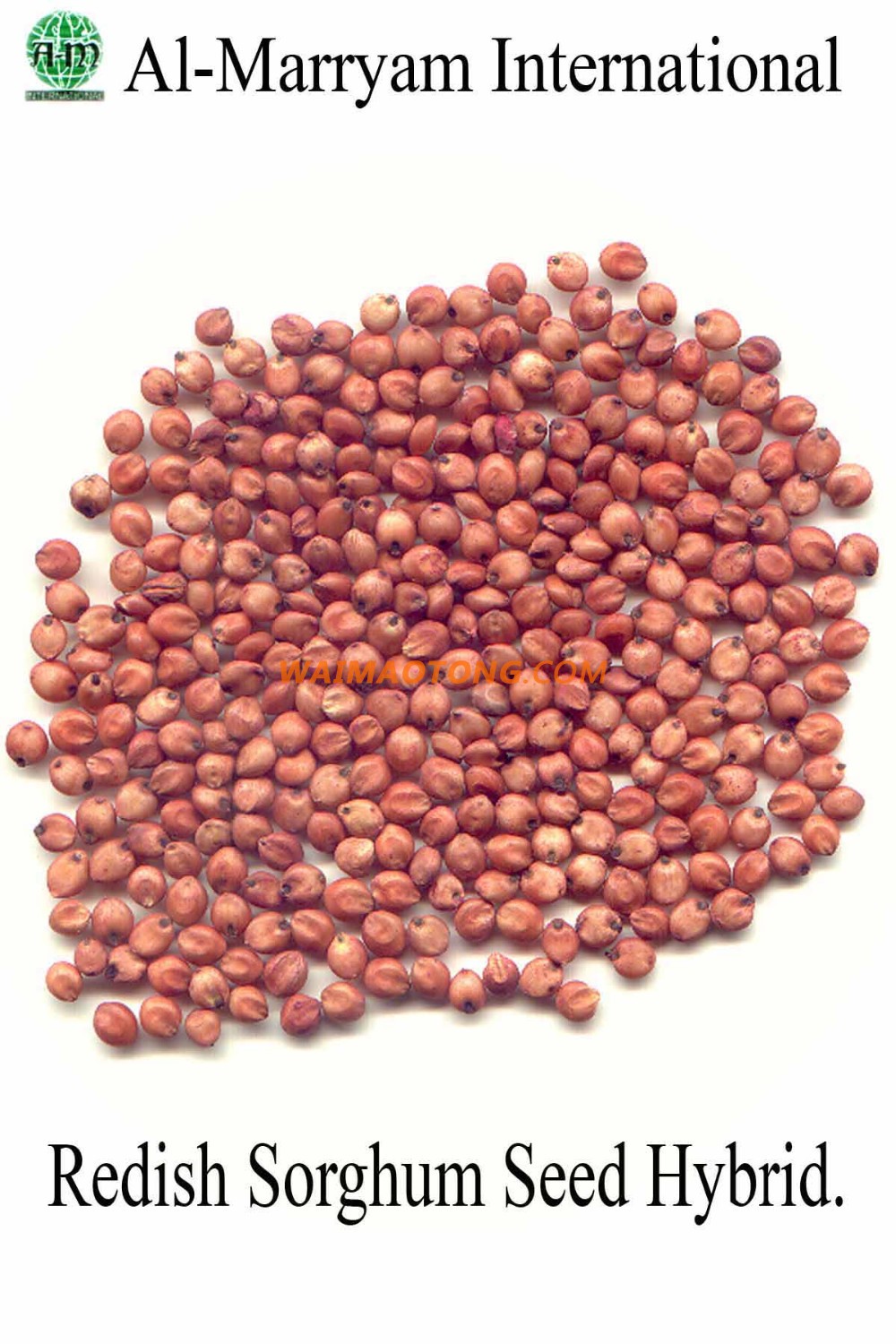 Sudan Grass Seeds