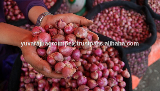 Fresh Vegetables Indian Small onion Exporters